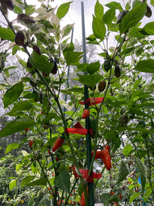 Thunder Nugs (Pepper Seeds)