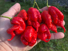 Load image into Gallery viewer, Primotalii Red (Pepper Seeds)