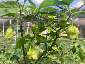 Morangum XLP (Pepper Seeds)