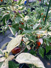 Load image into Gallery viewer, Thunder Nugs (Pepper Seeds)