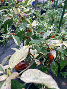 Thunder Nugs (Pepper Seeds)