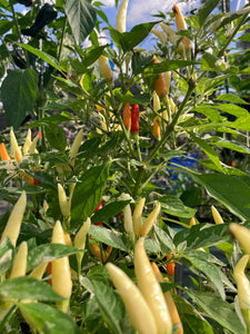 Hot Pallet (Pepper Seeds)