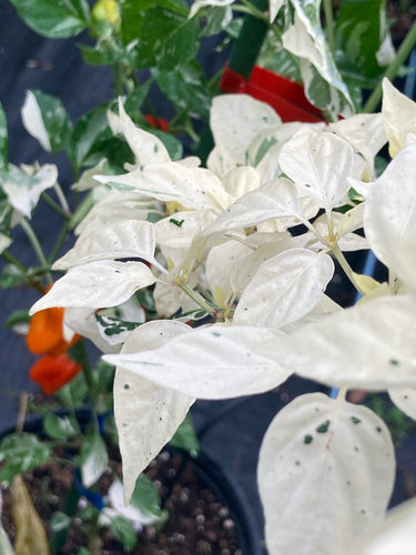 Tiger Anaheim (White Leaf) (Pepper Seeds)