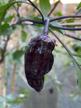 Load image into Gallery viewer, Dark BBG Horizon (Pepper Seeds)