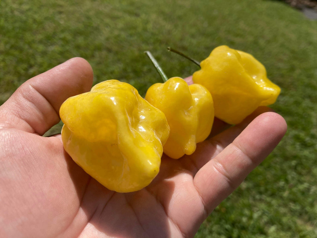 Purple Uprising Yellow (Pepper Seeds)