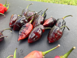 Chuparita Mix) (T-E) (Pepper Seeds)