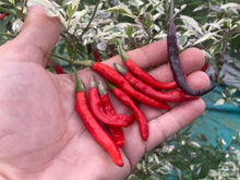 Load image into Gallery viewer, Daywalker (T-E) (Pepper Seeds)