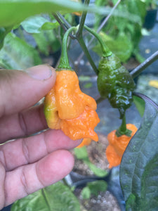 Sharknado Outbreak (T-E)(Pepper Seeds)