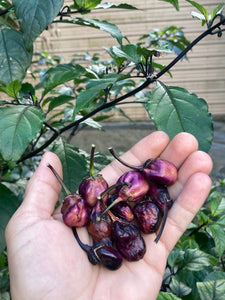 PurpleGum Black Cream (Pepper Seeds)