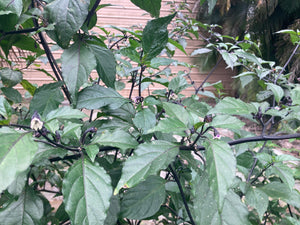 PurpleGum Black Cream (Pepper Seeds)