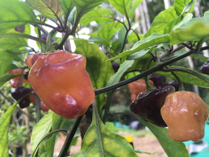 Roxa Lantern (Pepper Seeds)