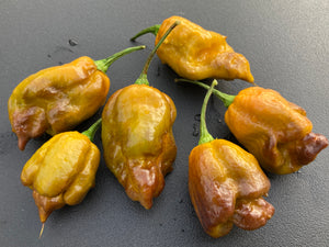 Golden Haze Horizon (Pepper Seeds)