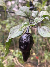 Load image into Gallery viewer, Monstergum Leopard (T-E Mix) (Pepper Seeds)