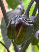 Load image into Gallery viewer, Bryan’s Blood (Darkside Mix) (Pepper Seeds)