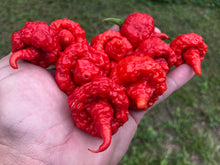 Load image into Gallery viewer, RB003 (Pepper Seeds)