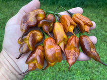 Load image into Gallery viewer, Taj Mahal Mustard (Pepper Seeds)