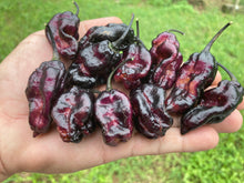 Load image into Gallery viewer, Pandora’s Box Pimenta Jolokia/PJ Mix (Pepper Seeds)