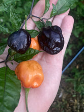 Load image into Gallery viewer, Purple Uprising Orange (Pepper Seeds)