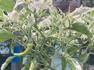 Tiger Thunder (Pepper Seeds)