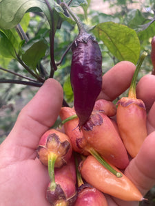 BBG Pink Horizon (Pepper Seeds)