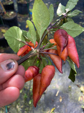 Load image into Gallery viewer, Pink Wendigo (T-E) (Pepper Seeds)