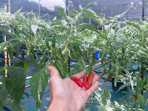 Tiger Thunder (Pepper Seeds)