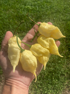XL White Ghost Scorpion (Jays/T-E) (Pepper Seeds)