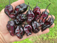 Load image into Gallery viewer, Pandora’s Box Pimenta Jolokia/PJ Mix (Pepper Seeds)