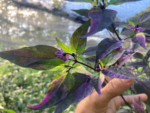 Red Trixster XD (Pepper Seeds)