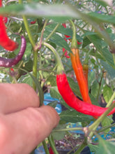 Load image into Gallery viewer, Daywalker (T-E) (Pepper Seeds)