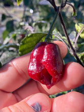 Load image into Gallery viewer, Maroon Voltron (T-E)(Pepper Seeds)