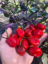 Load image into Gallery viewer, Bryan’s Vulcan Blood (Pepper Seeds)