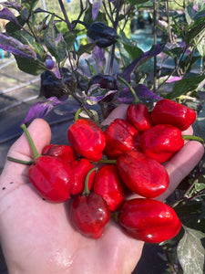 Bryan’s Vulcan Blood (Pepper Seeds)