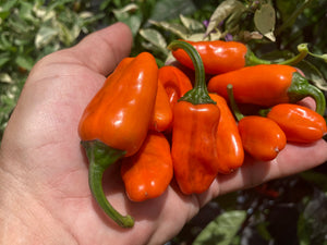 Thunder Nugs (Pepper Seeds)