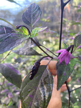 Load image into Gallery viewer, Red Trixster XD (Pepper Seeds)