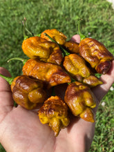 Load image into Gallery viewer, Golden Haze Horizon (Pepper Seeds)