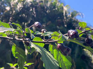 PurpleGum Black Cream (Pepper Seeds)