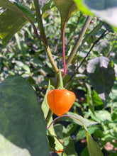 Load image into Gallery viewer, Chuparita Mix) (T-E) (Pepper Seeds)