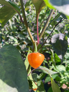 Chuparita (Mix)(T-E) (Pepper Seeds)