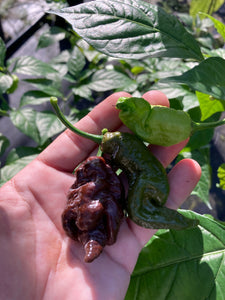 Primotalii Chocolate (Pepper Seeds)