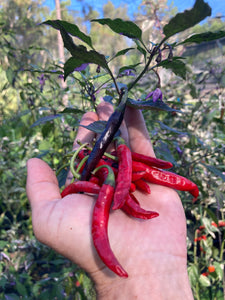 Corvinas (T-E) (Pepper Seeds)