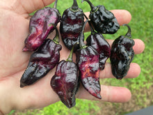 Load image into Gallery viewer, Pandora’s Box Pimenta Jolokia/PJ Mix (Pepper Seeds)