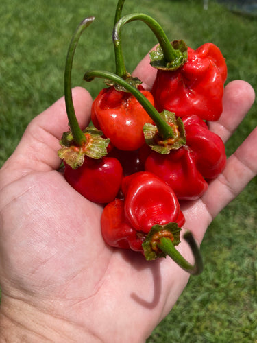 FlipTop Horizon (Pepper Seeds)