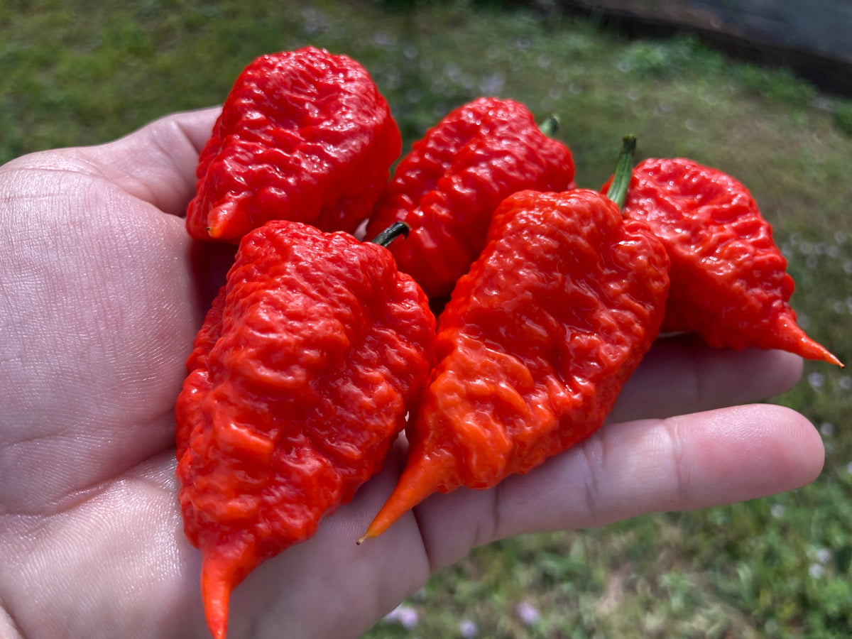 Red Inception (Pepper Seeds) – Towns-End Chili & Spice