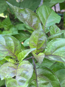 Purple Uprising Yellow (Pepper Seeds)