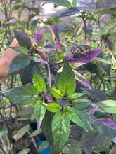 Load image into Gallery viewer, Red Trixster XD (Pepper Seeds)