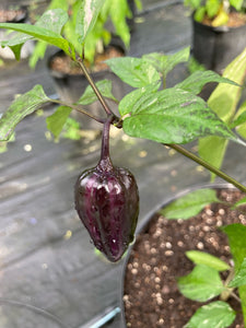 Bryan’s Vulcan Blood (Pepper Seeds)