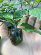 Load image into Gallery viewer, Bubblegum Purple Ghostscorpion Red (Pepper Seeds)