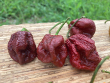 Load image into Gallery viewer, 7 Pot Douglah Chocolate (Pepper Seeds)