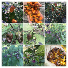 Load image into Gallery viewer, Orange Jes (Pepper Seeds)